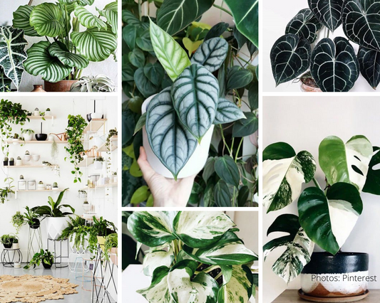 Retour sur l’année 2020 et les plantes de 2021