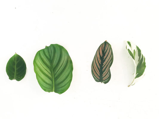 Les Calatheas