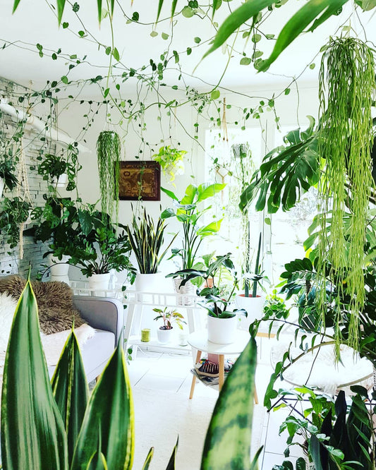 Comment gérer une grosse collection de plantes