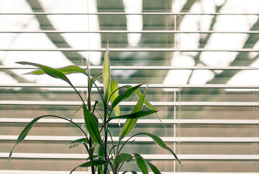 Assurer le bon taux de luminosité pour vos plantes d’intérieur