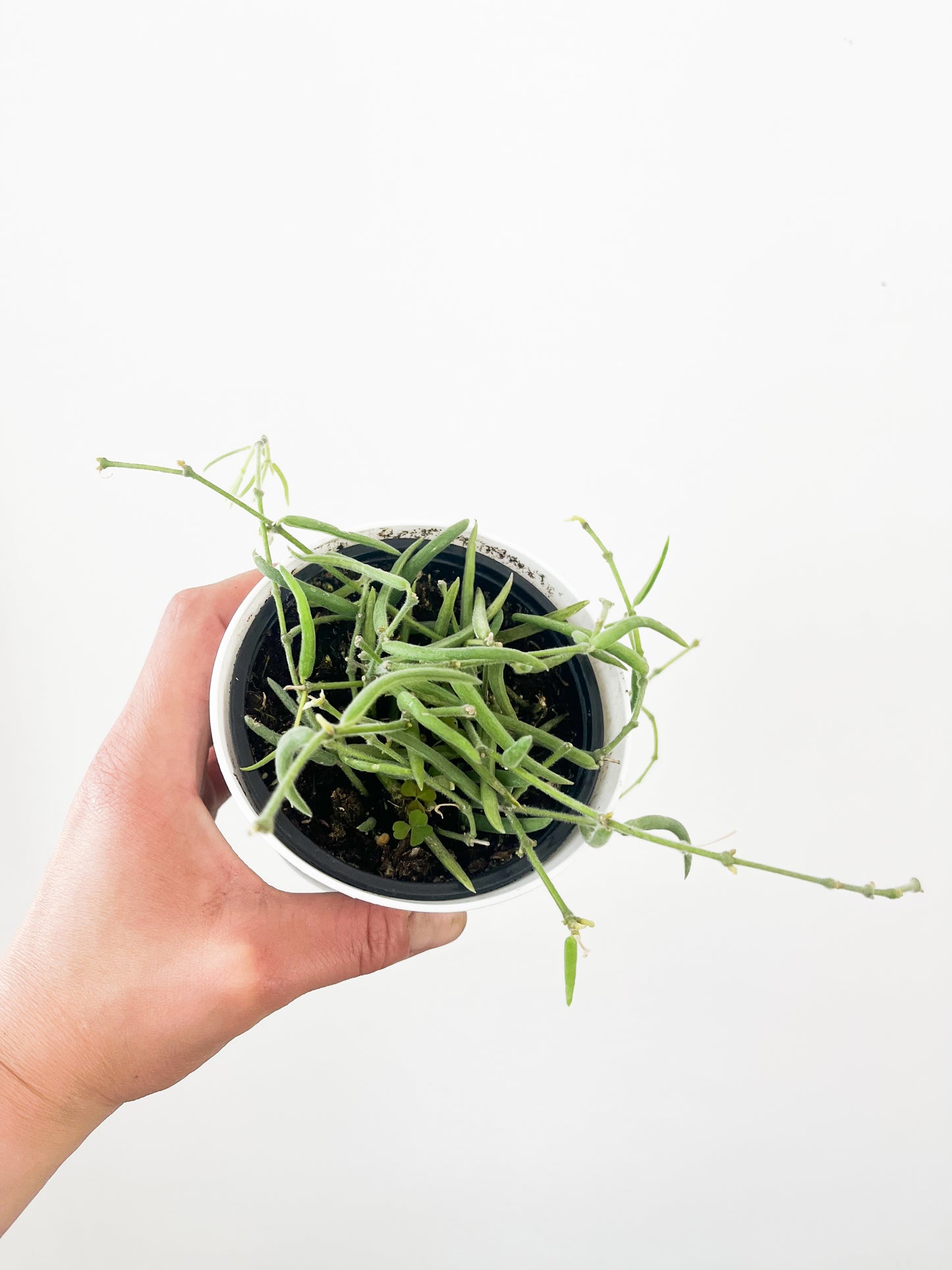 Hoya linearis - formats variés