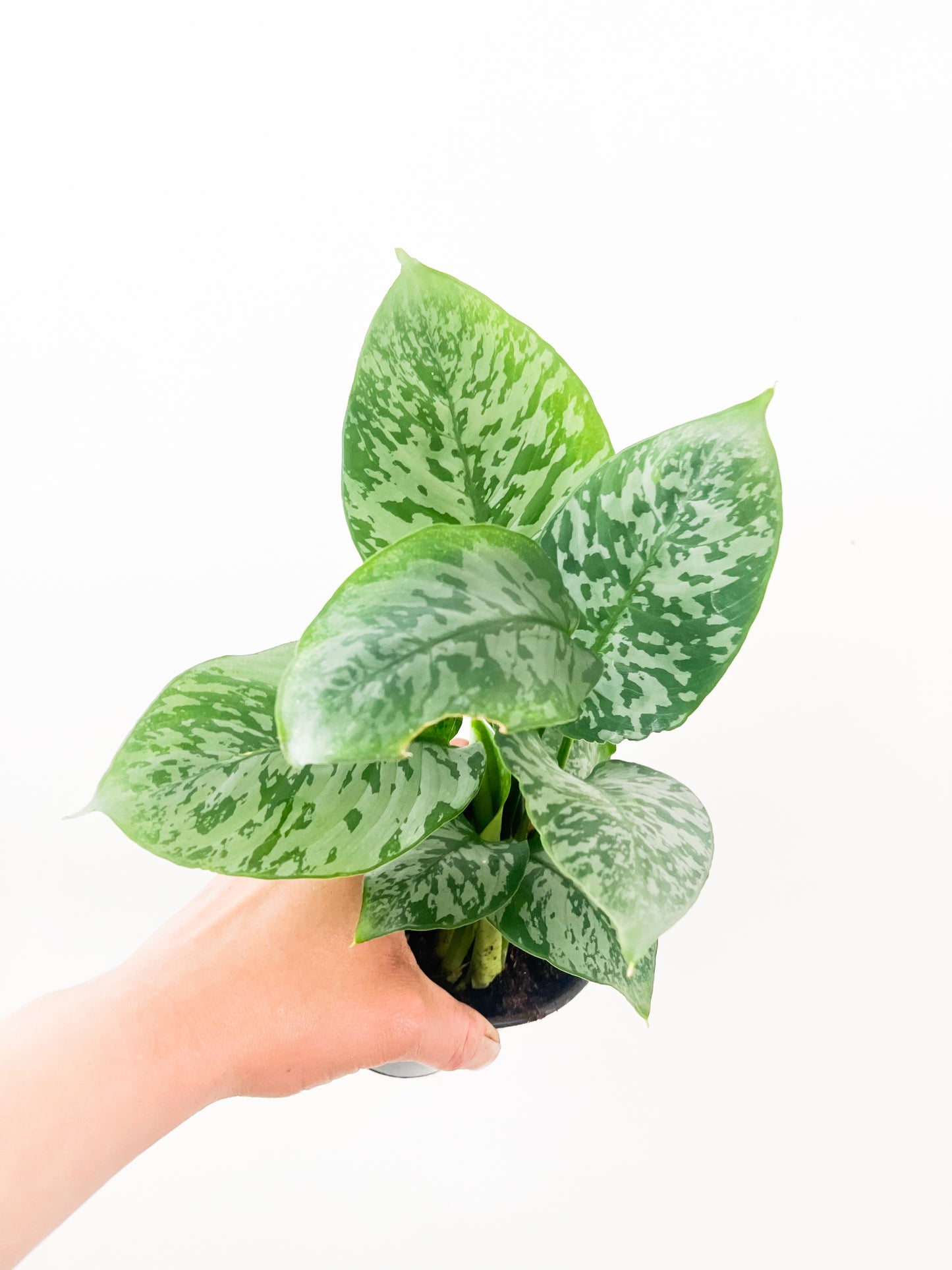 Sarawak 5" Schismatoglottis