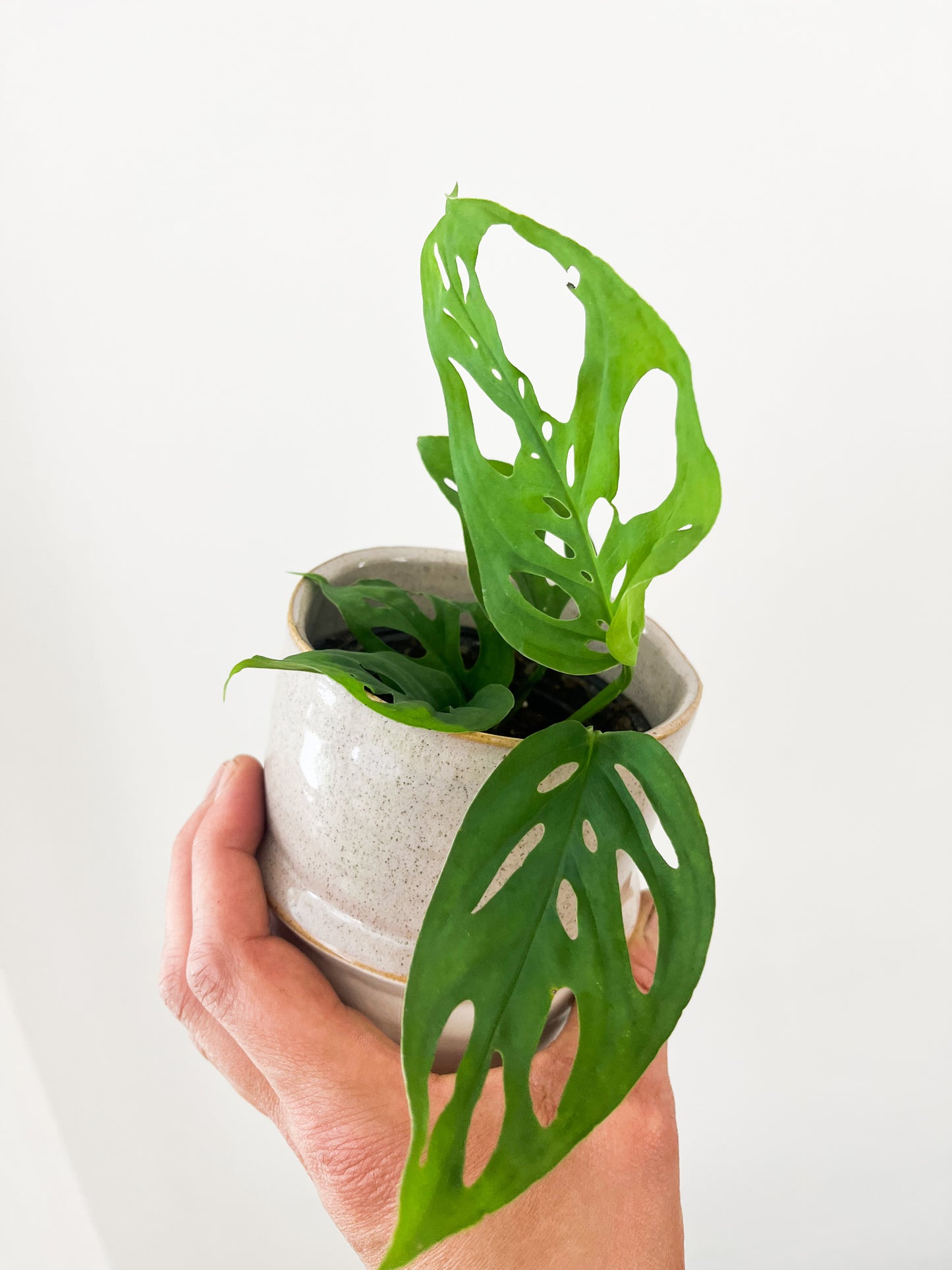 Monstera Esqueletto 3,5”