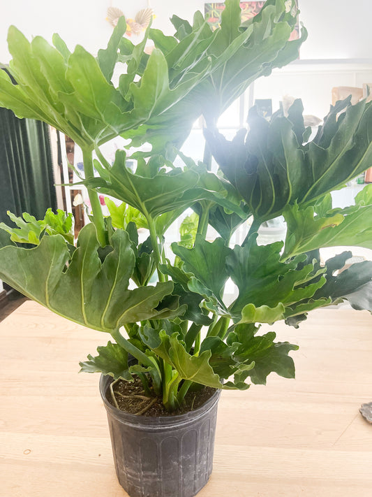 10" Philodendron Selloum