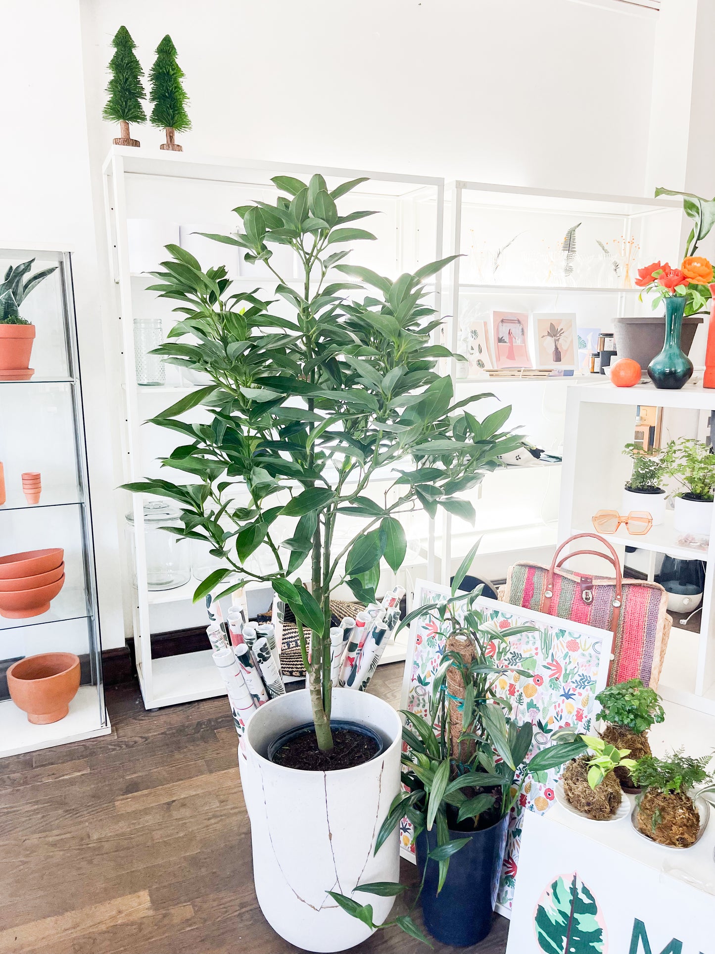 Cannelier de Ceylan 10”