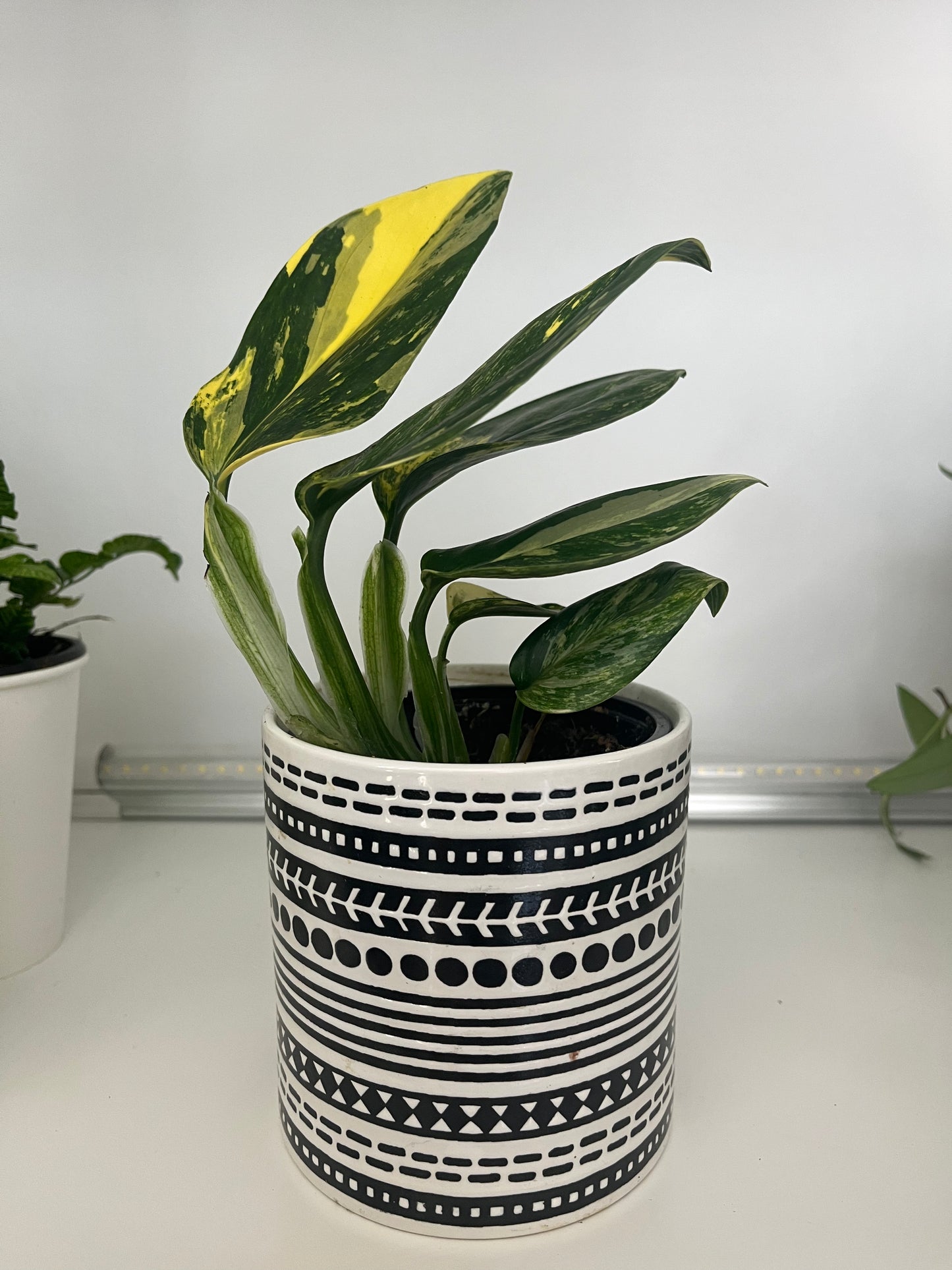 Monstera standleyana variegata cobra