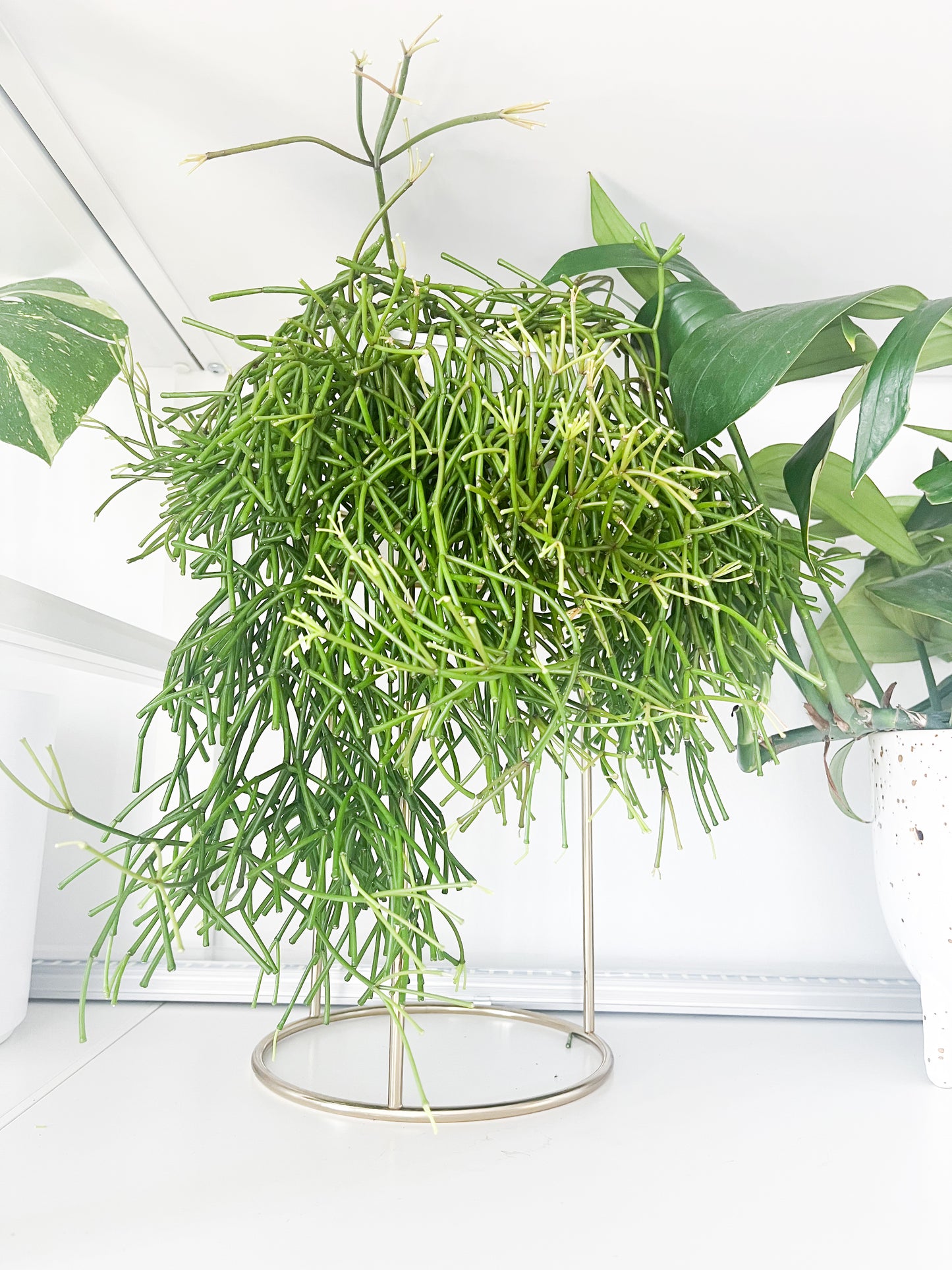 Rhipsalis Burchellii 6”