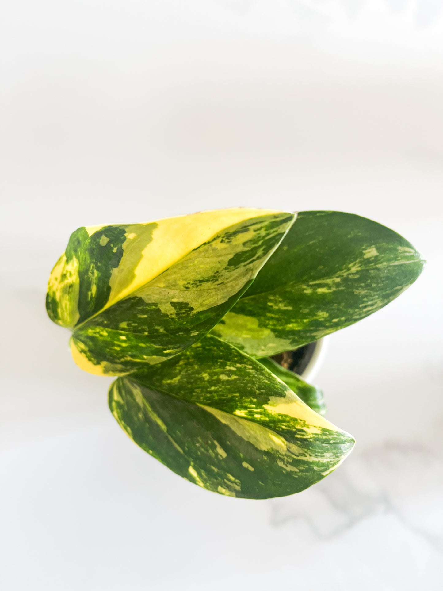 Monstera standleyana variegata cobra