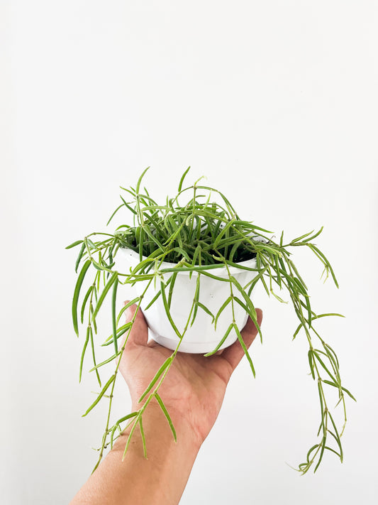 Hoya linearis - formats variés