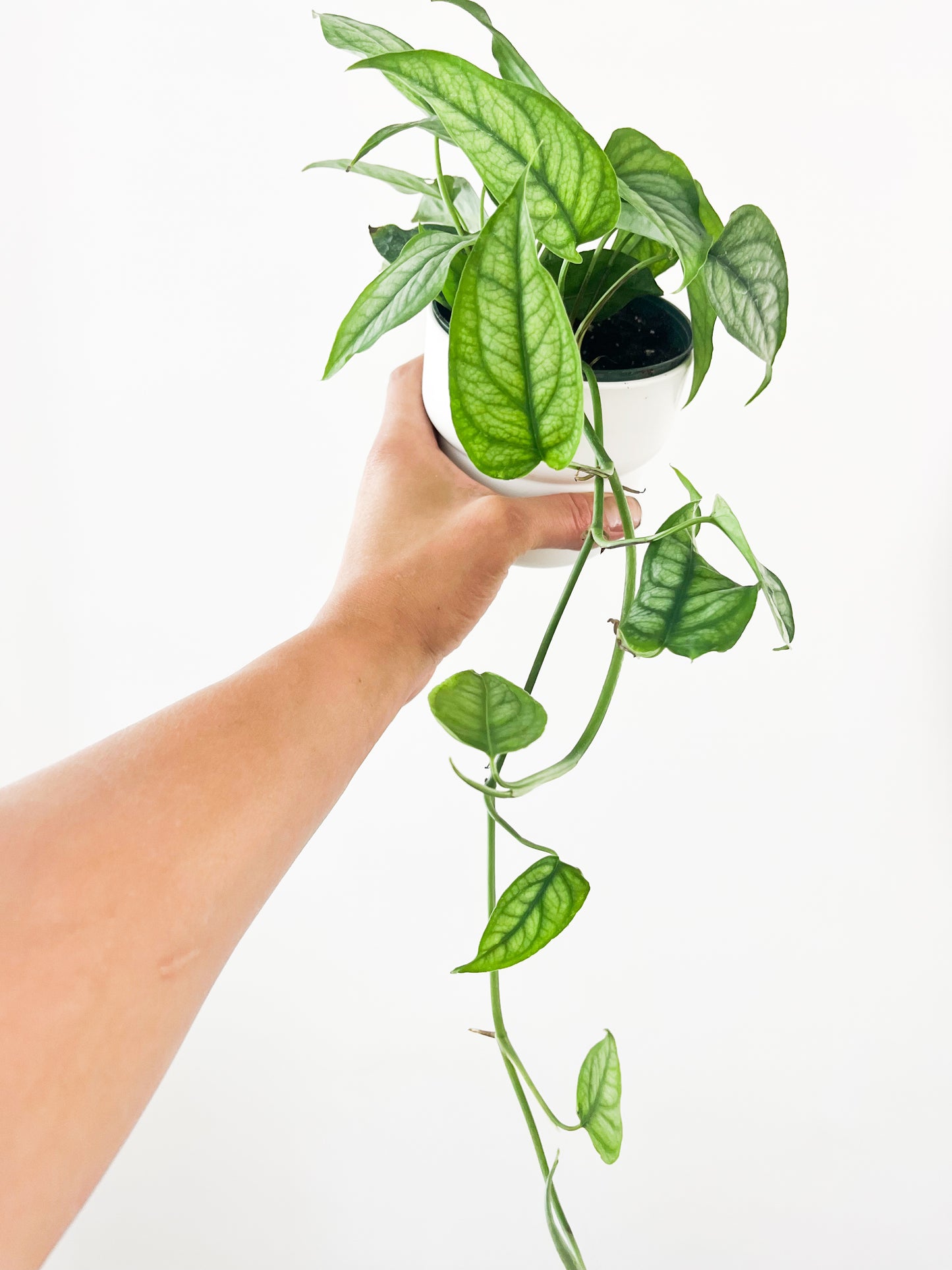 Monstera siltepecana 4”