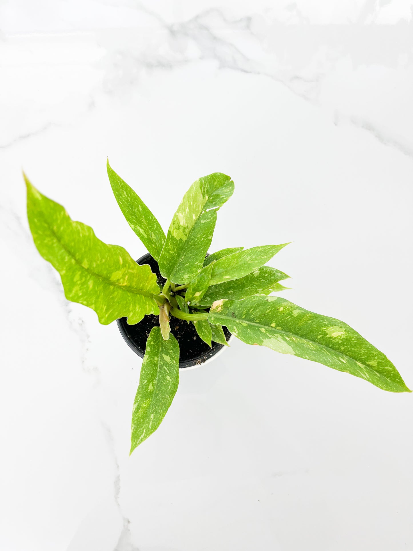 Philodendron Ring of Fire 4"