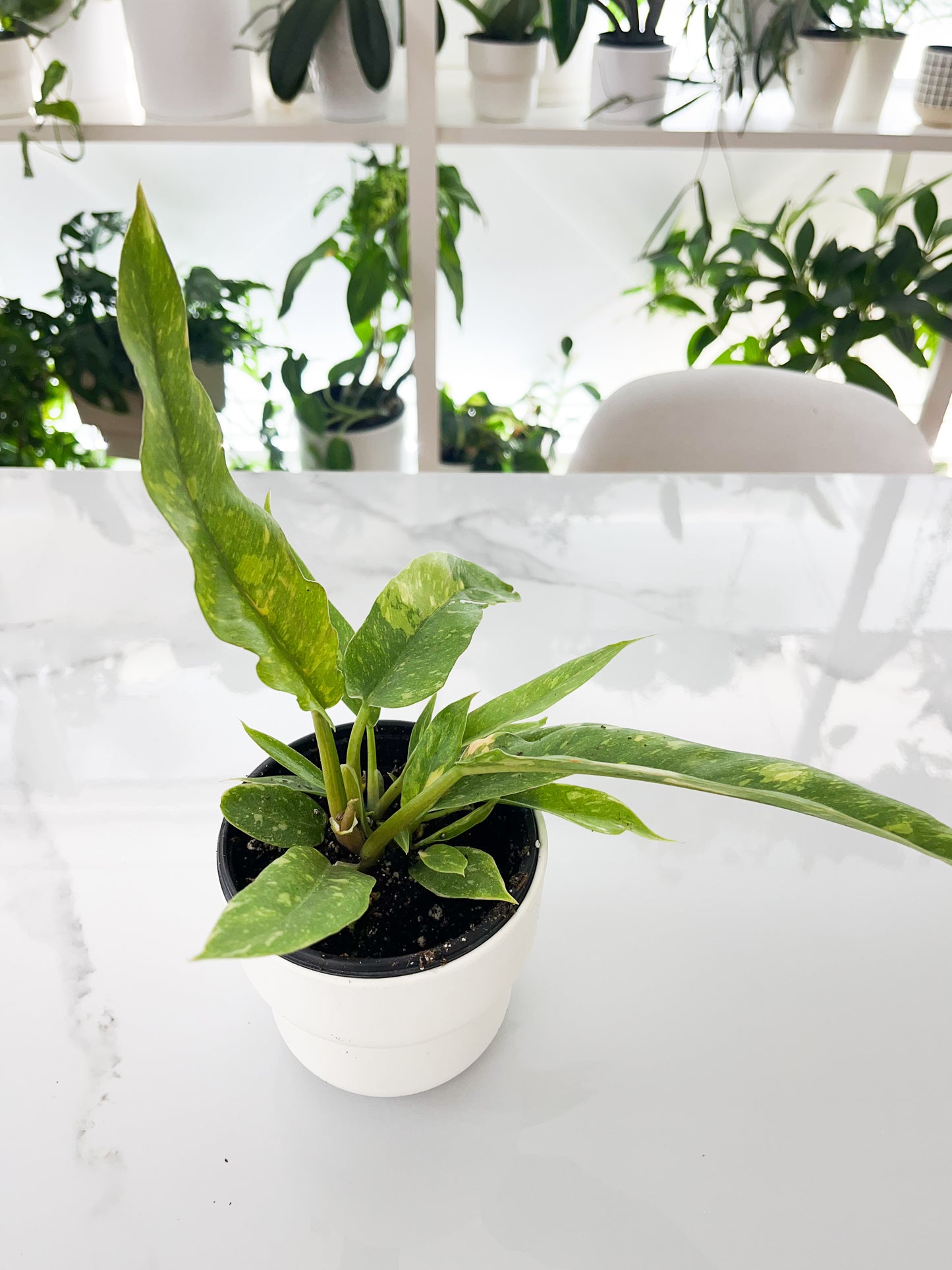 Philodendron Ring of Fire 4"