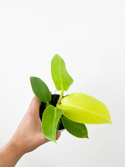Philodendron Moonlight 4"