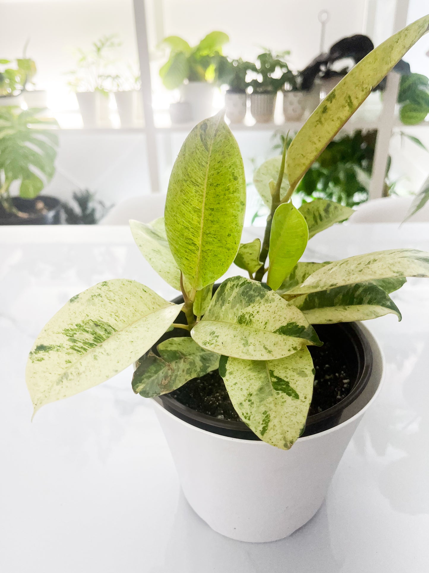 Ficus Shivereana moonshine 6”