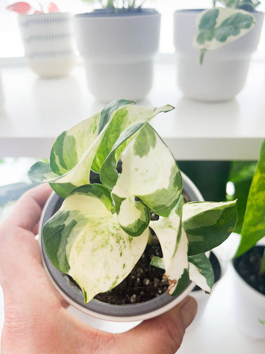 Epipremnum manjula 4”