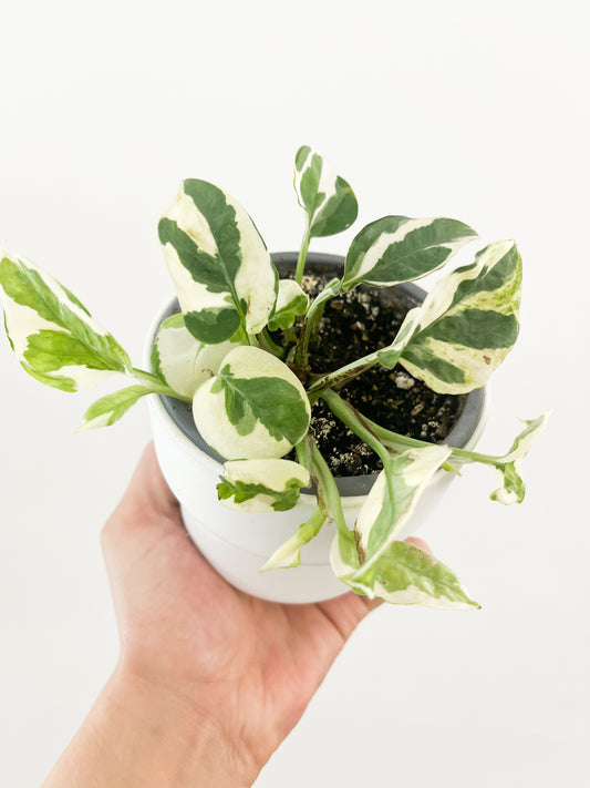 Pothos Pearls and Jade 4"