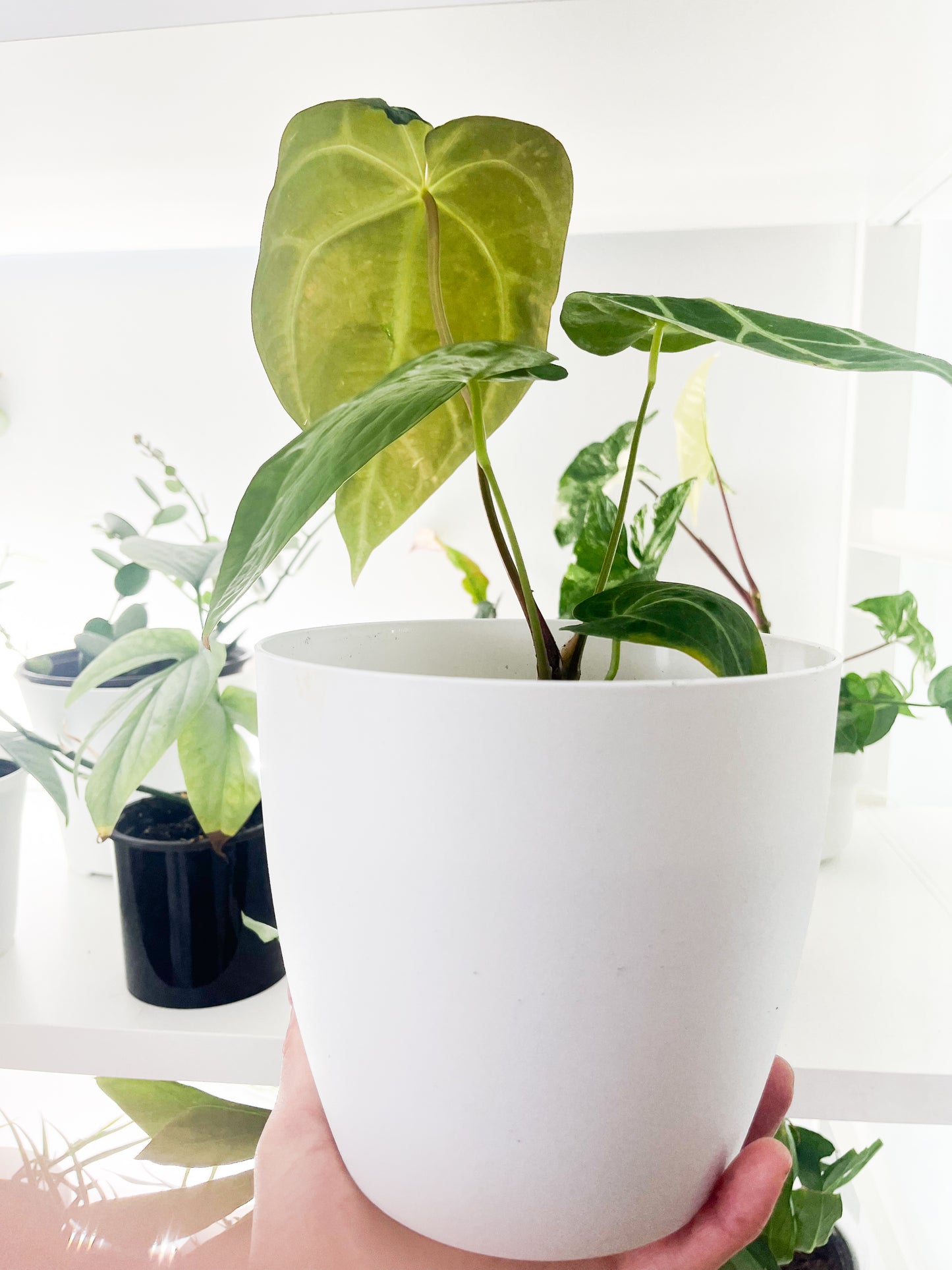 Anthurium magnificum 4"