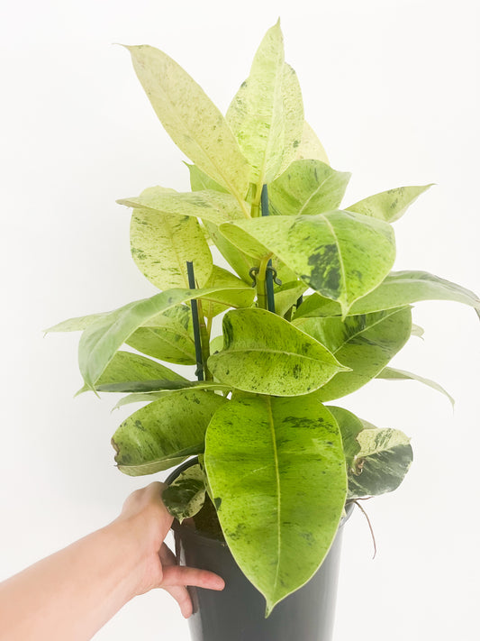 Ficus shiveriana moonshine 8”