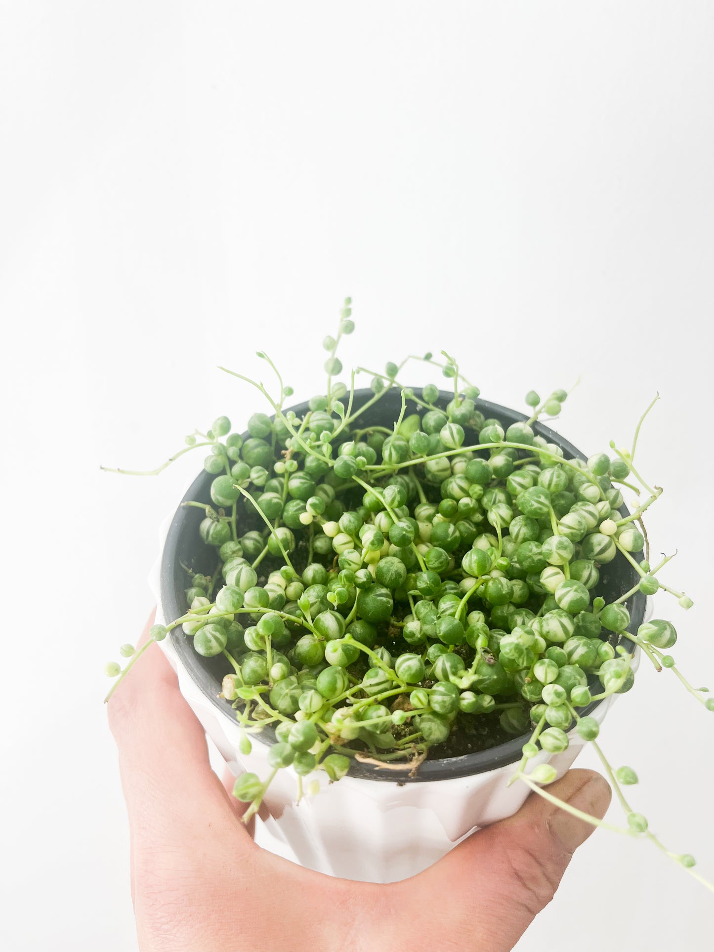 Senecio rowleyanus varigated 5"