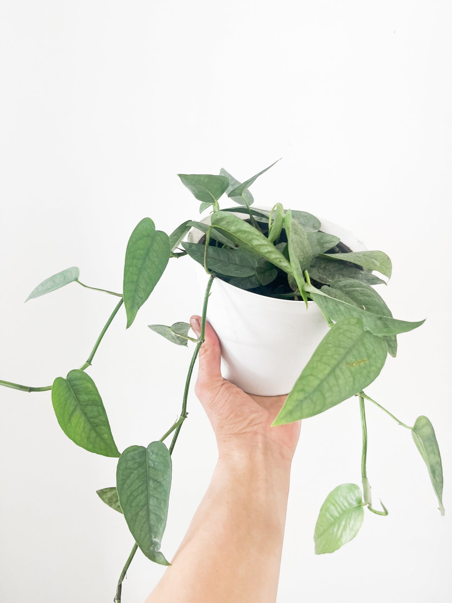 Epipremnum cebu blue 6”