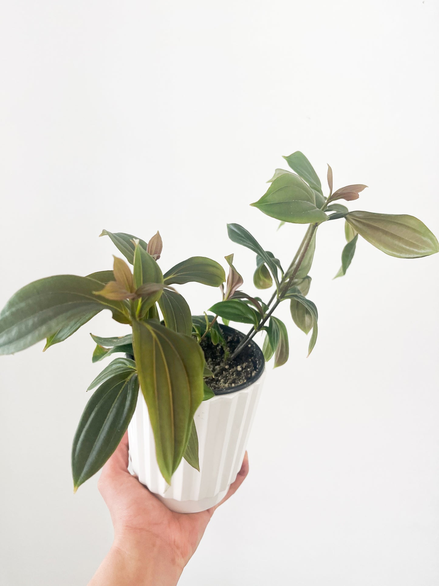 Medinilla 5”