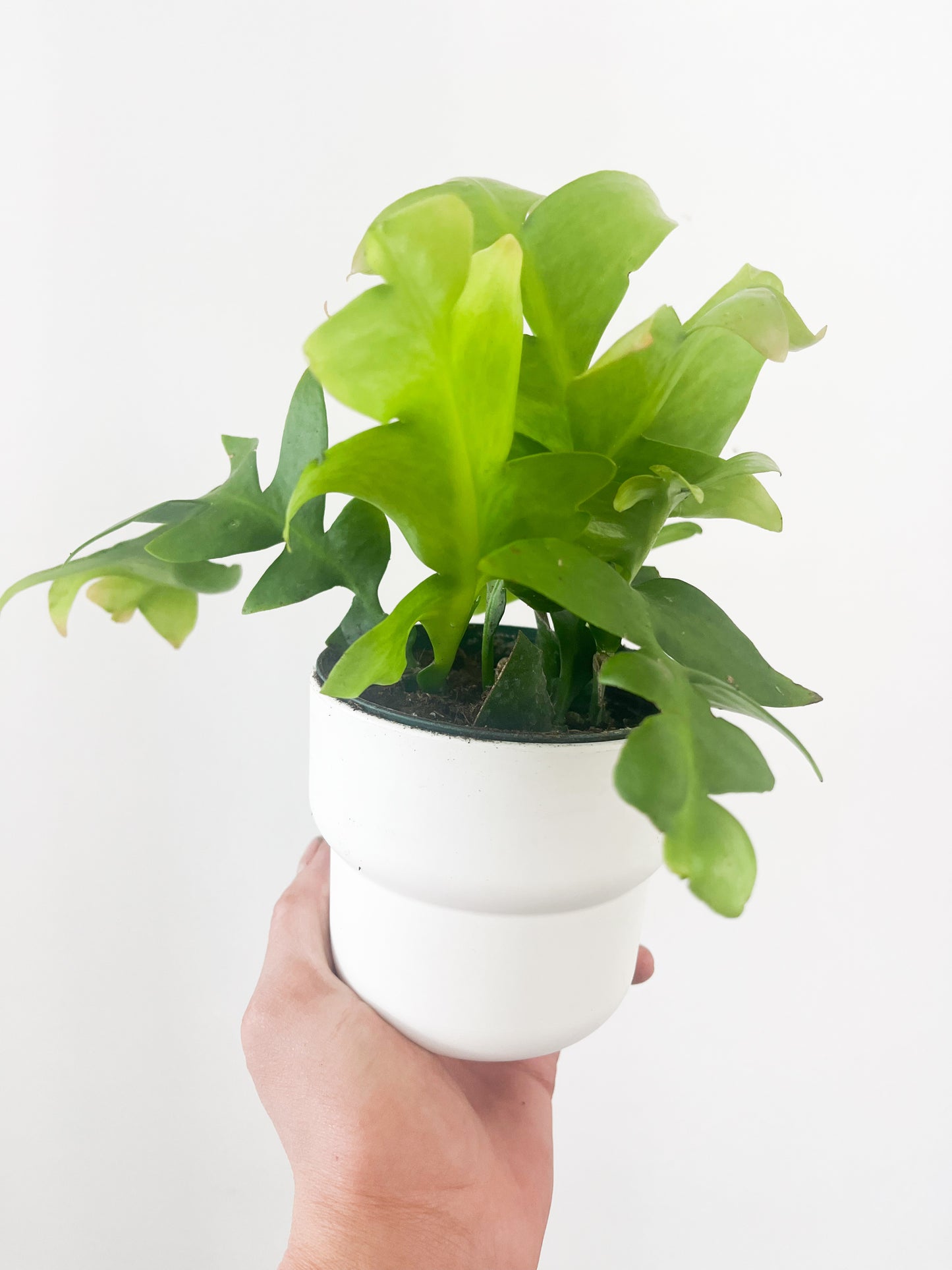 Epiphyllum chrysocardium 4"