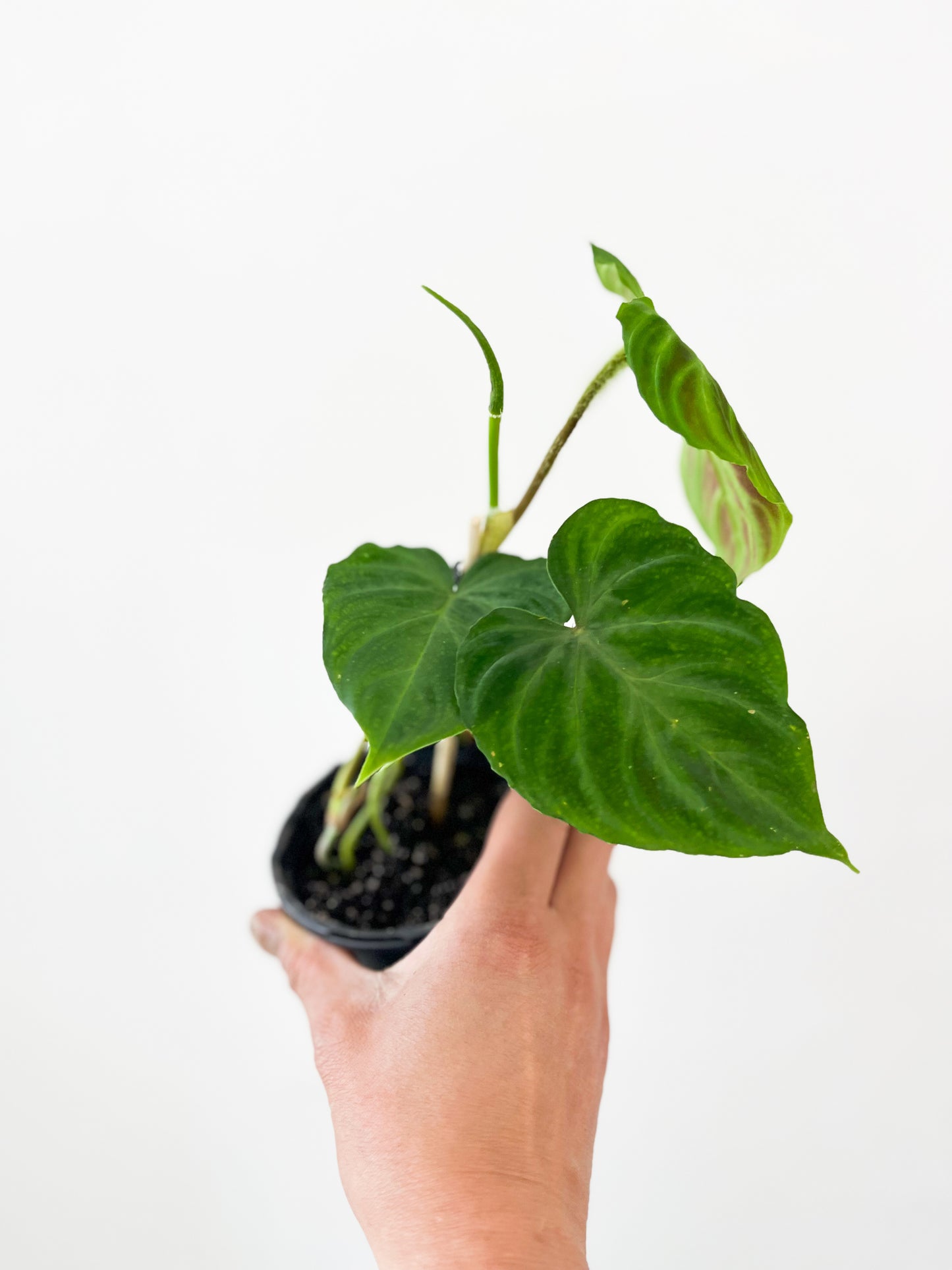 Philodendron Verrucosum 4"