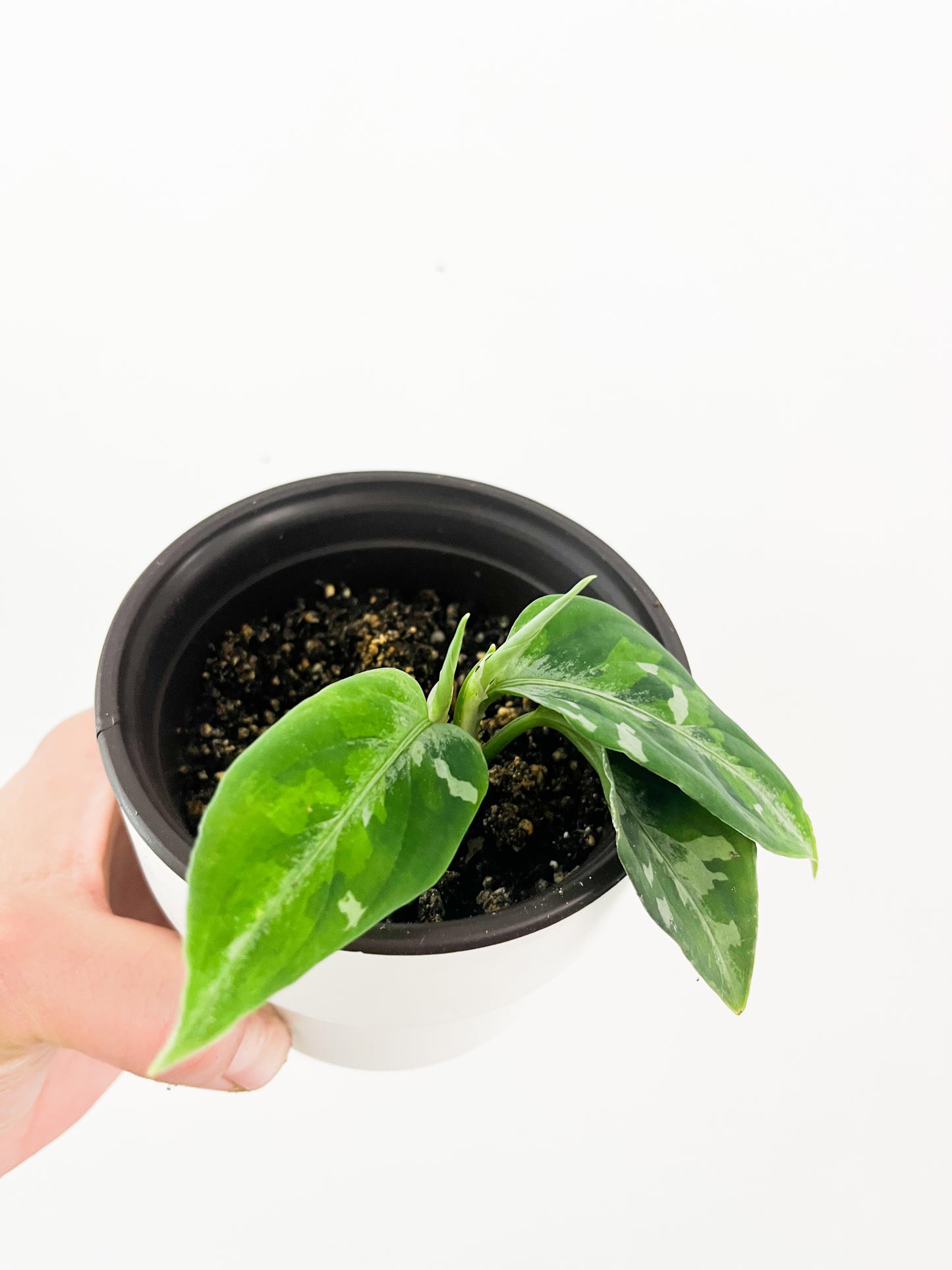 Aglaonema pictum tricolor 3.5"