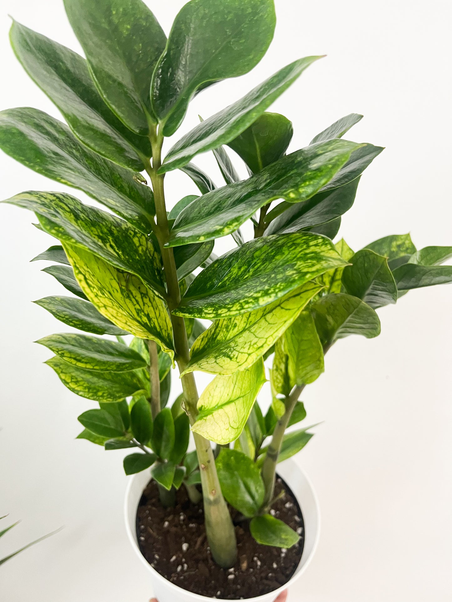 Zamioculcas Zamiofolia variegata 6”