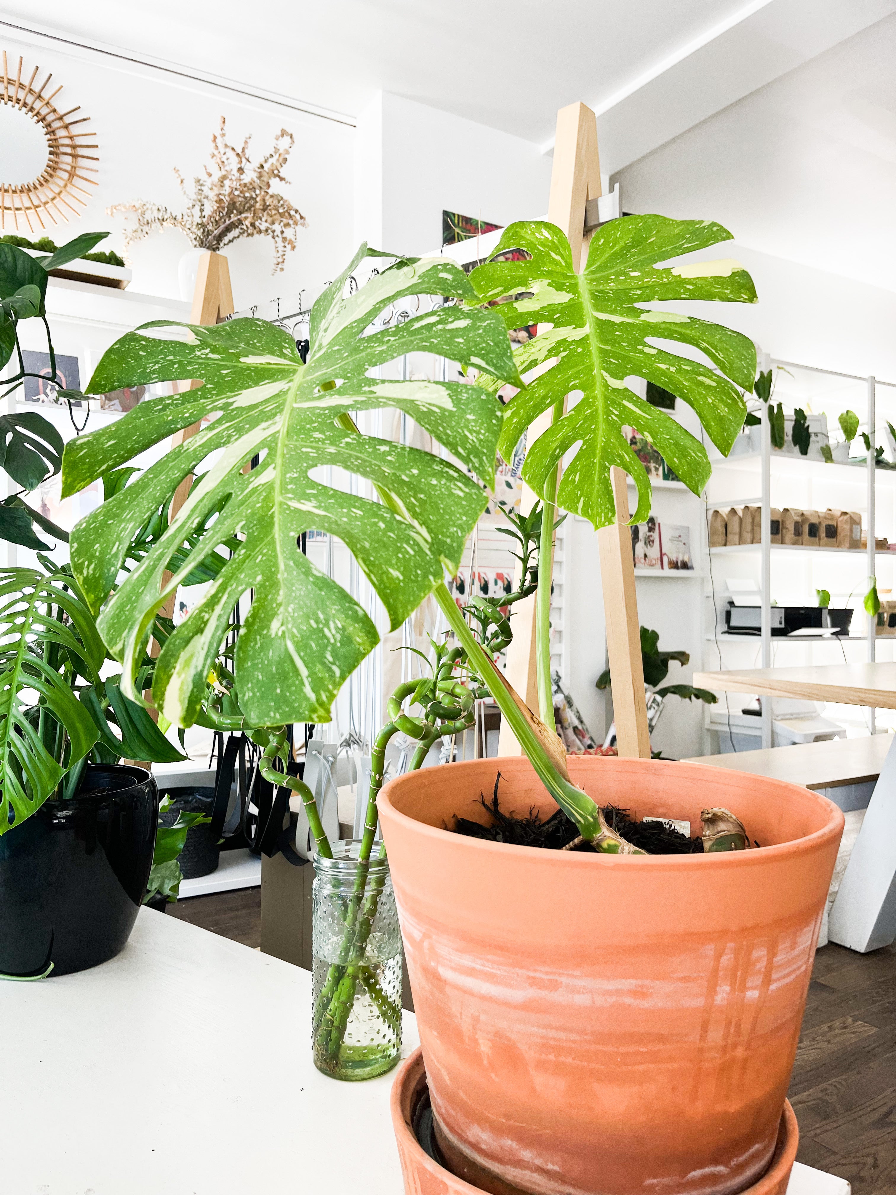 monstera deliciosa montreal Monstera Deliciosa Thai Constellation 14" (14") – Miss Boon