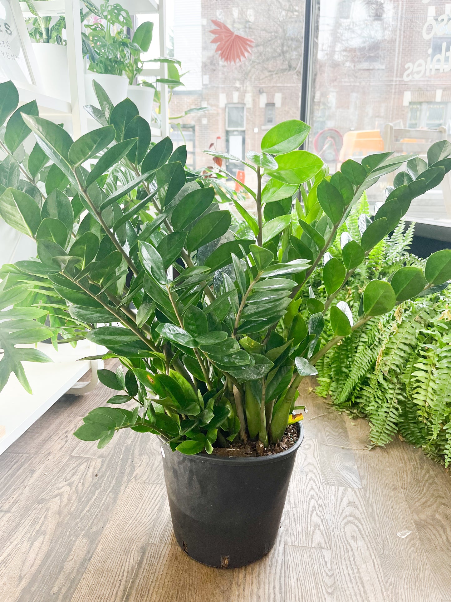 Zamioculcas zamiifolia (ZZ plant) 10”