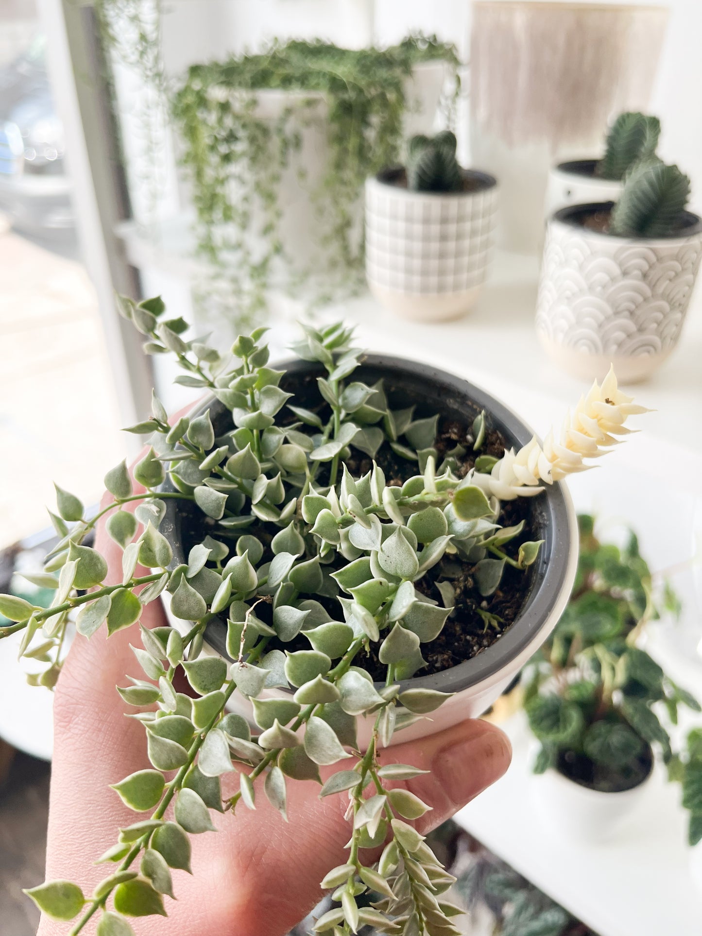 Dischidia ruscifolia f. variegata 3.5”