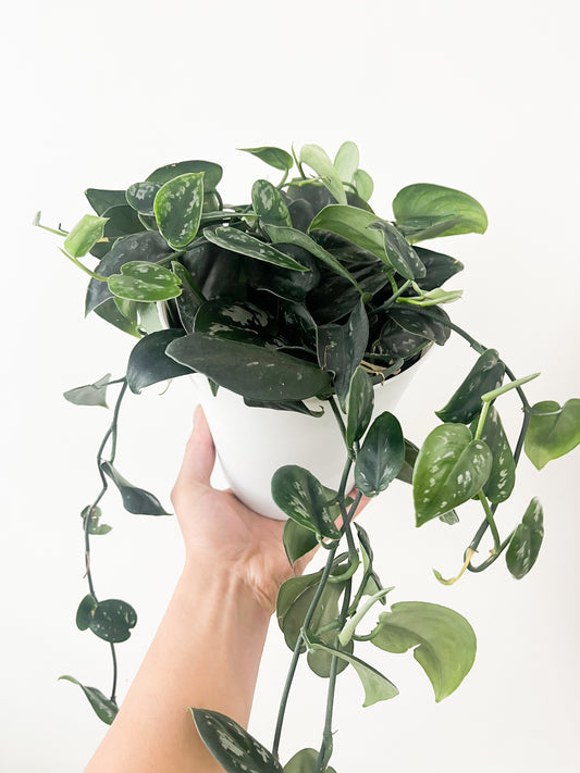 Scindapsus Pictus Black Splash 6"