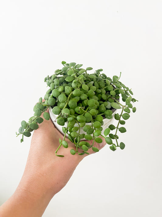 dischidia nummularia 4"