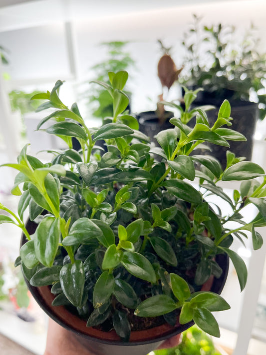 Nematanthus gregarius (Goldfish Hypocyrta) 6"