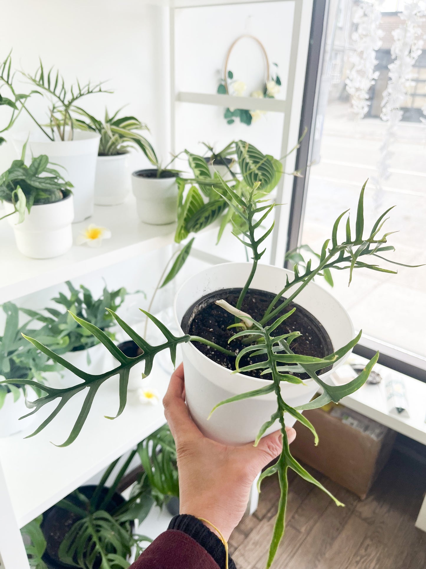 Philodendron Tortum 3.5"