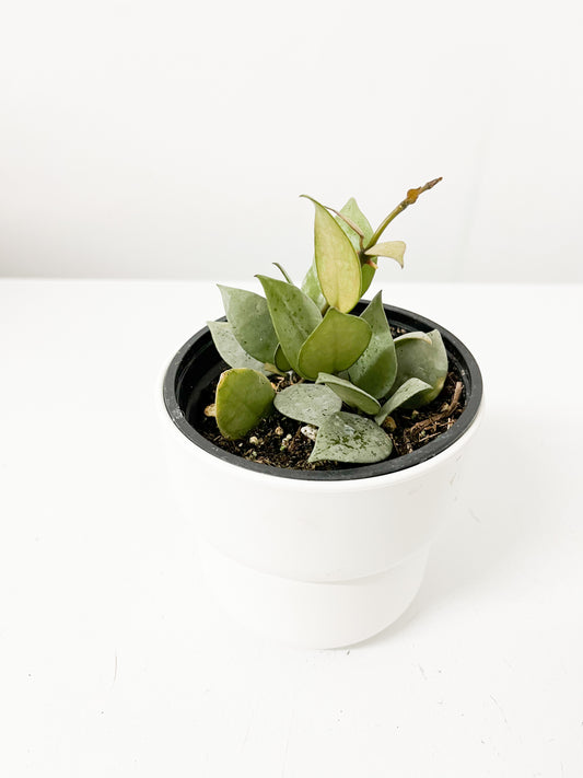 Hoya Krohniana silver 4"