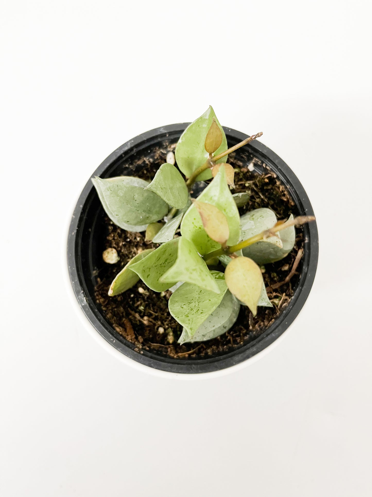 Hoya Krohniana silver 4"