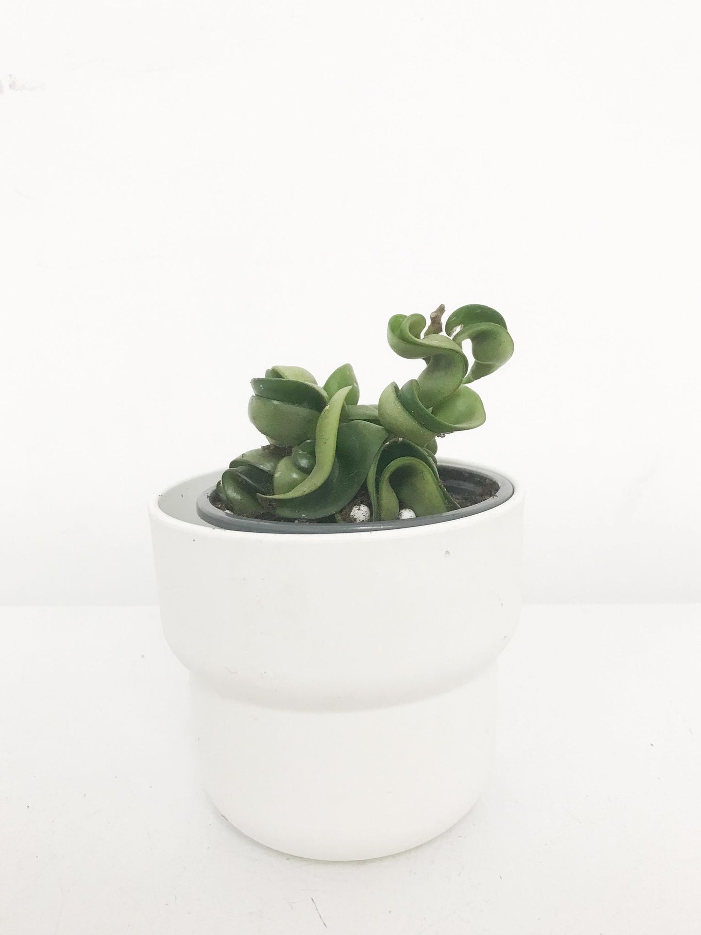Hoya Compacta 4”