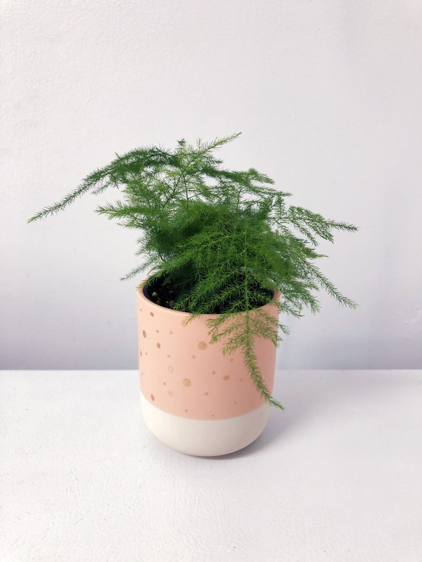 Asparagus plumosus 3.5" (asparagus fern)