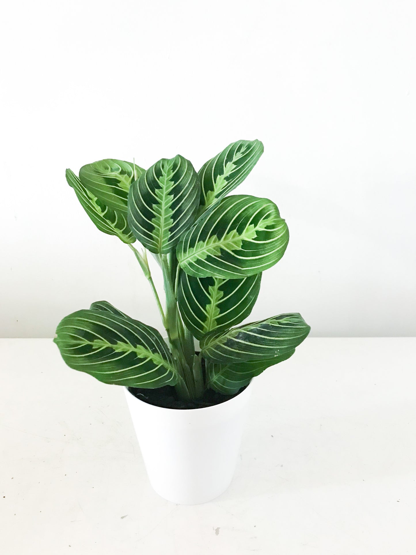 Maranta lemon lime 4''
