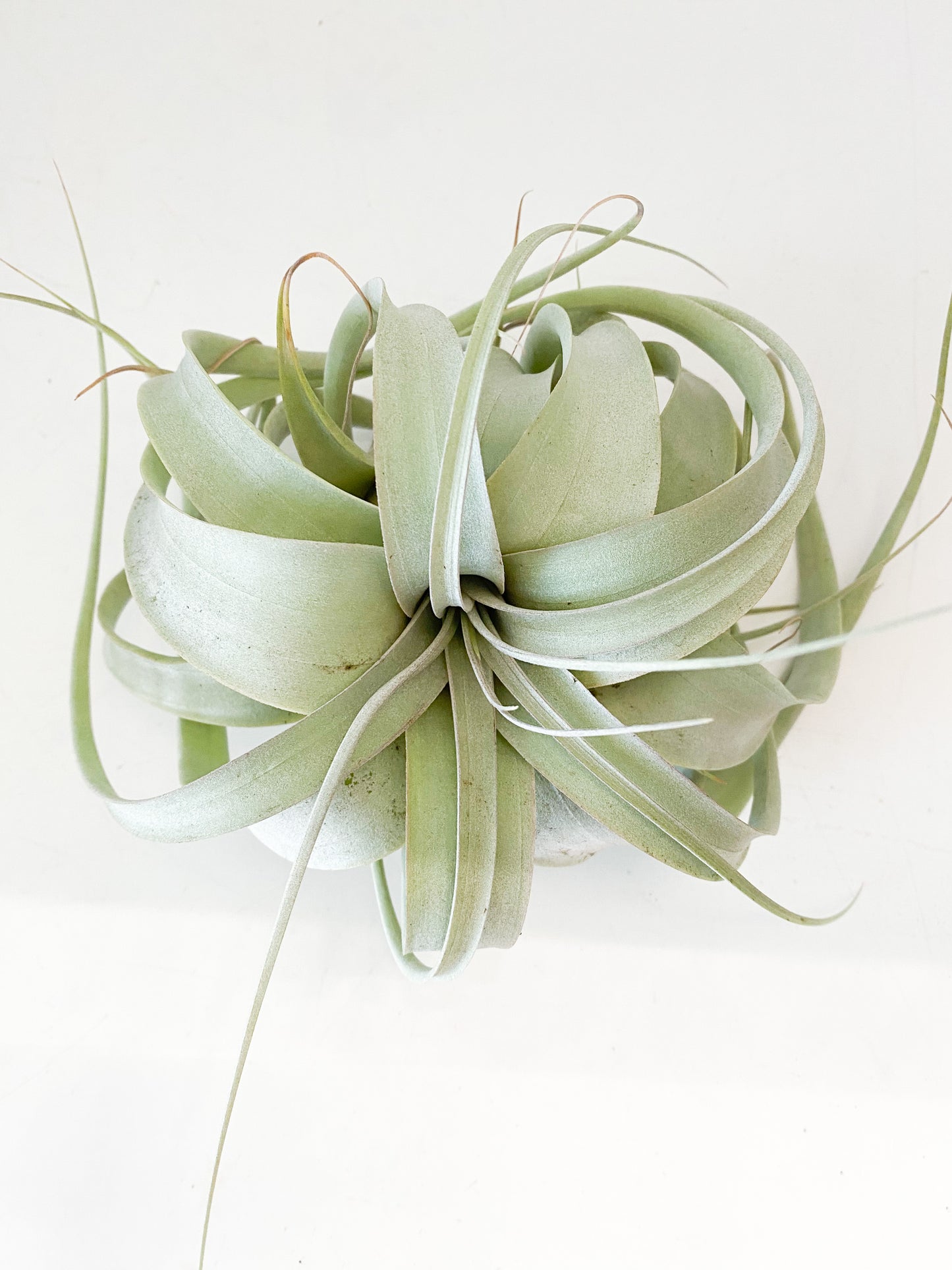 Tillandsia xerographica