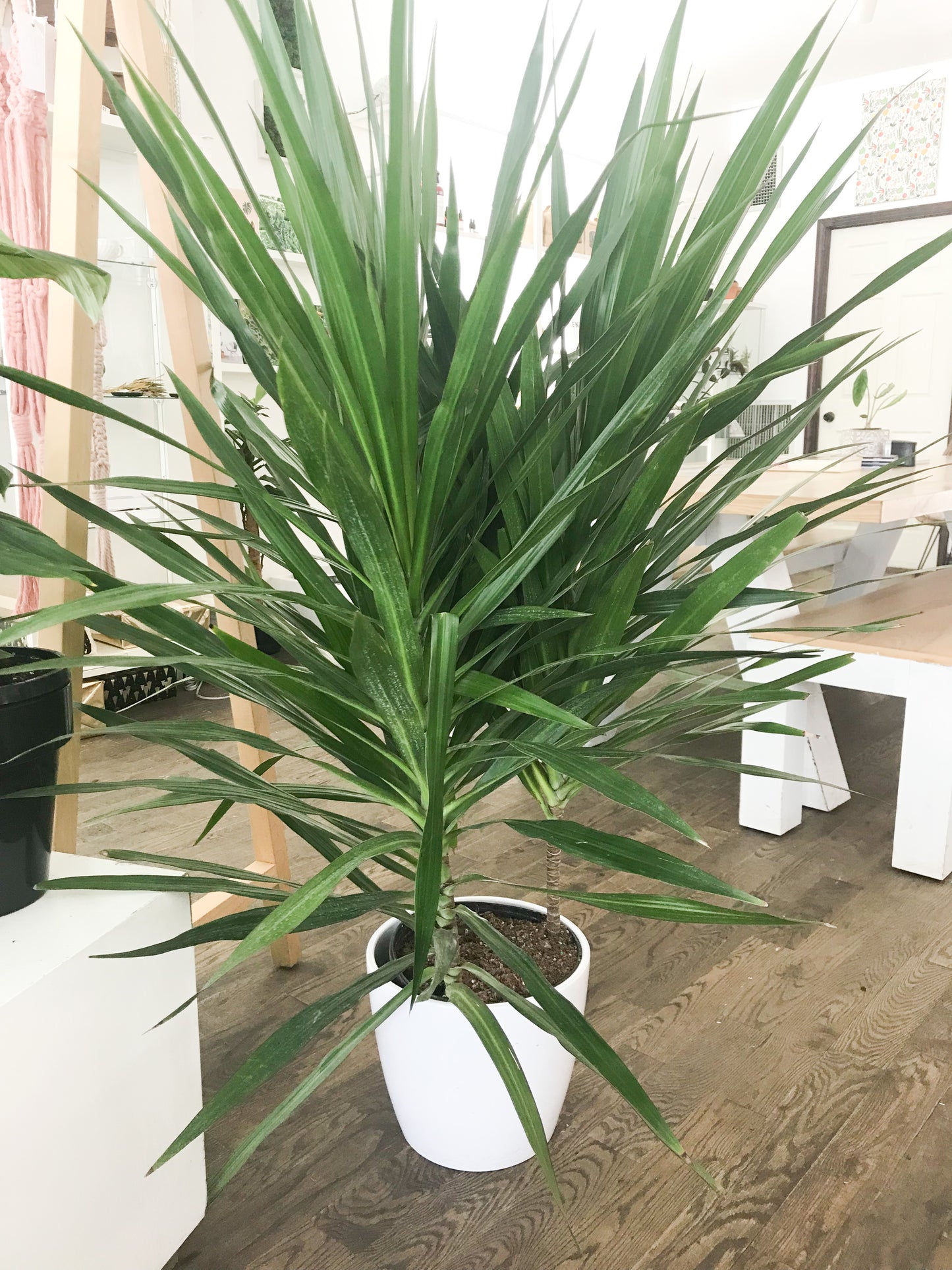 Dracaena marginata Tarzan 10"