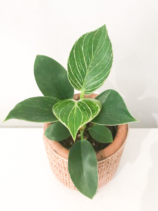 Philodendron Birkin 4''