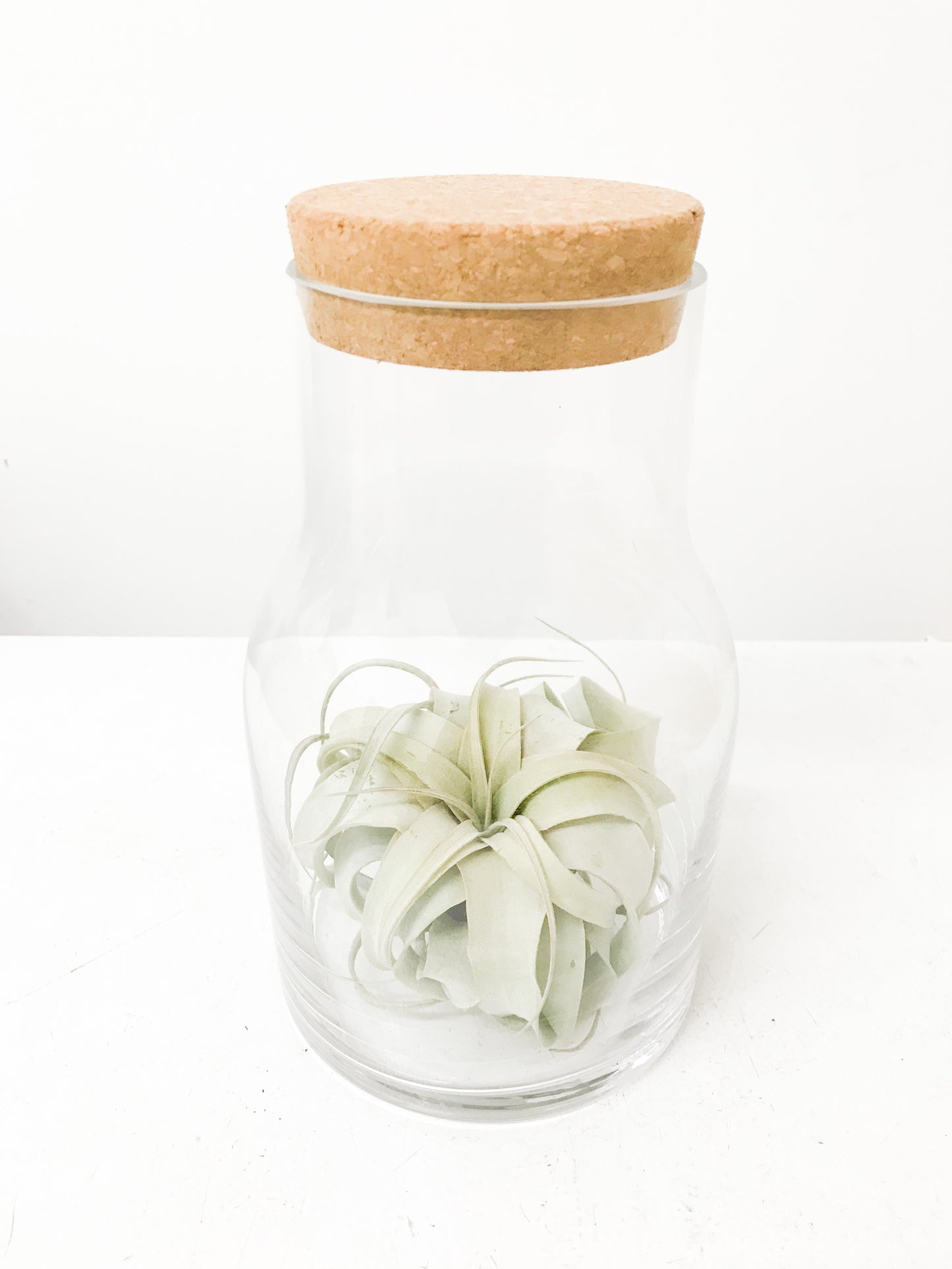 Tillandsia xerographica