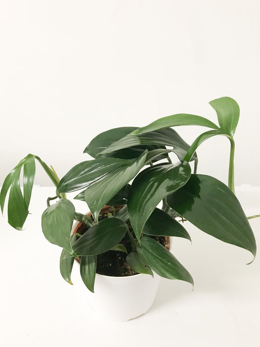 Rhaphidophora decursiva 6"