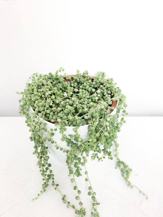 Senecio Rowleyanus (string of pearls) variegated 6"