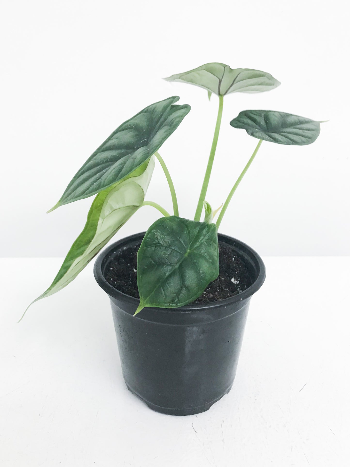 Alocasia Dragon Scale 4"