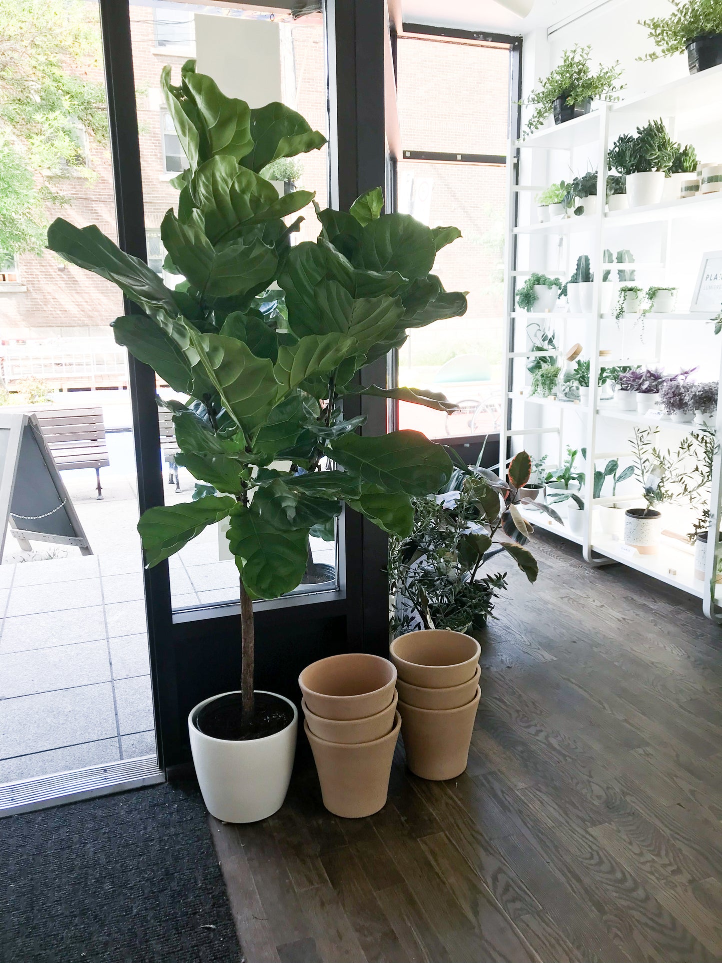 Ficus lyrata 10”