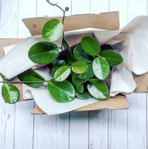 Acheter des plantes en ligne… et les recevoir en bon état